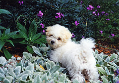 bichon-puppy-in-flowers