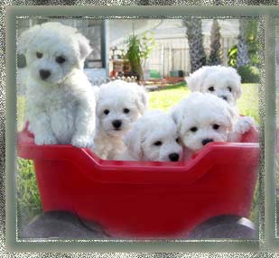 Bichon Puppies on Bichon Puppies